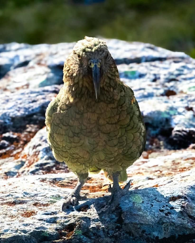 The Endangered New Zealand Mountain Parrot