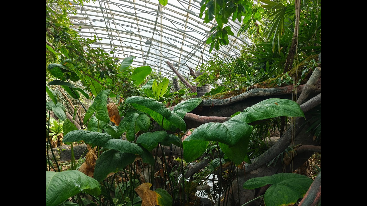 Exploring the Wonders of Tropical Biomes at Prague Zoo