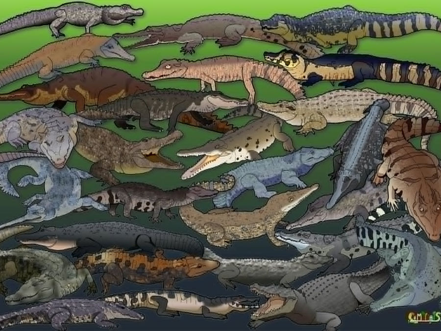 The Art of Caminals: Cameron Parkes' Zoological Vision
