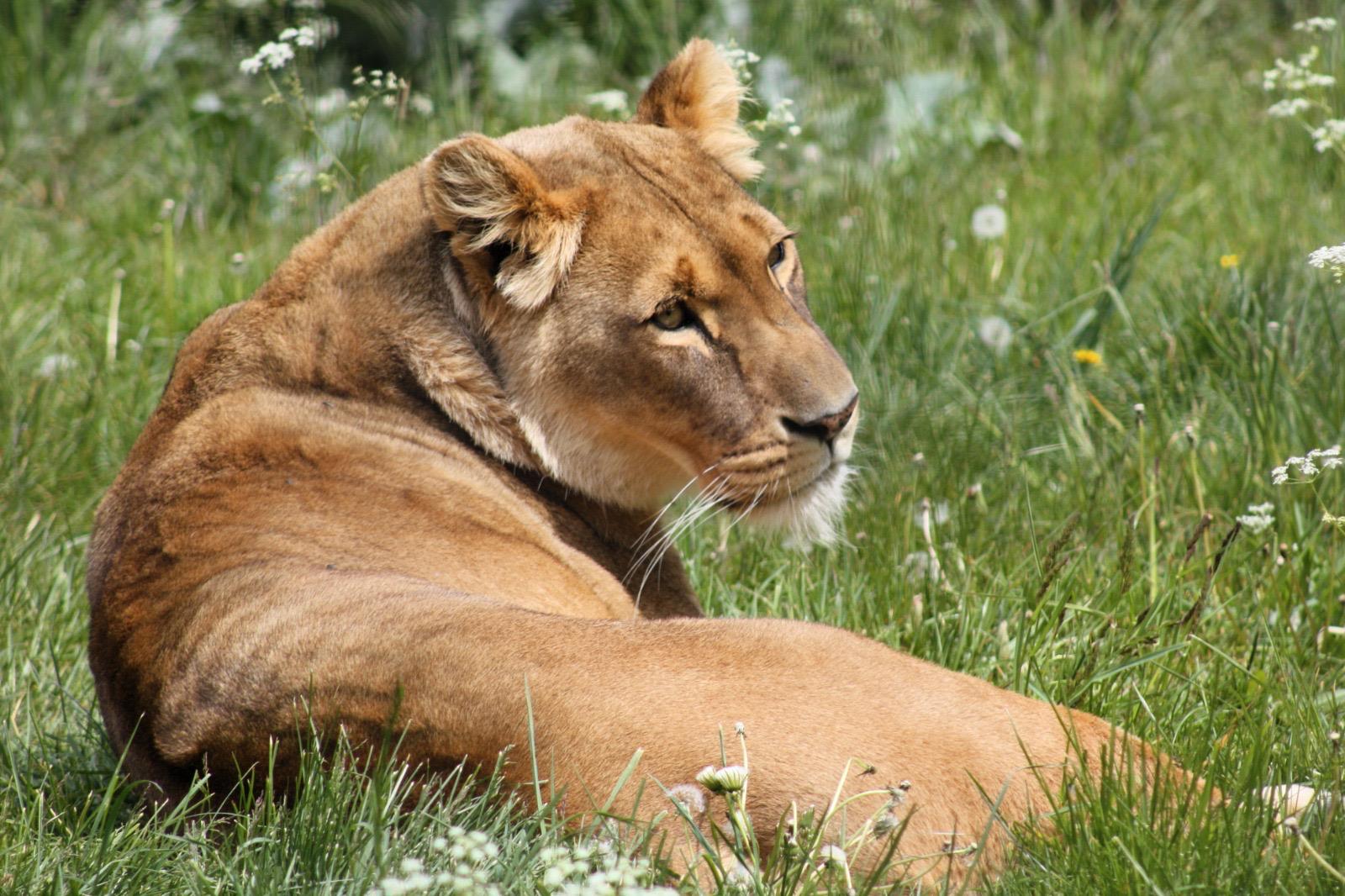 Top CPD Programmes for Animal Care Staff