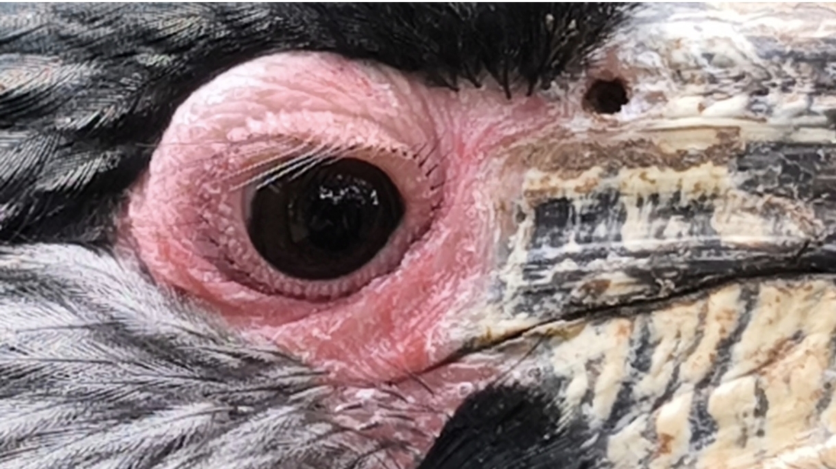 Trumpeter Hornbill in zoological collections