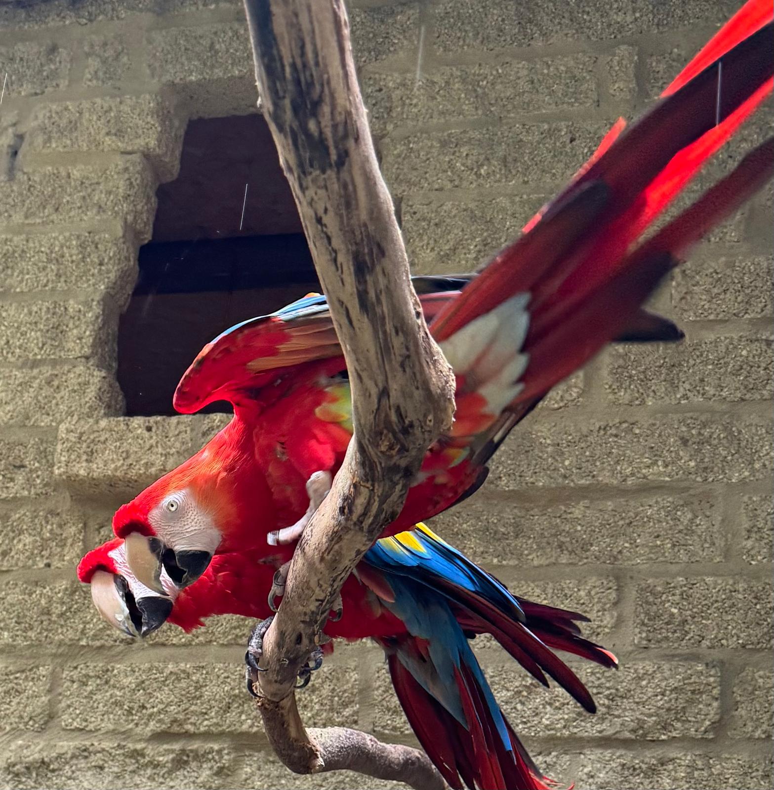 World of Birds with Cameron Parkes (Caminals Zoological Arts)